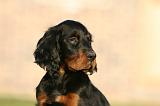 SETTER GORDON 021